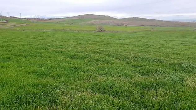 Yağışlar hubutta rekolte beklentisini yükseltti