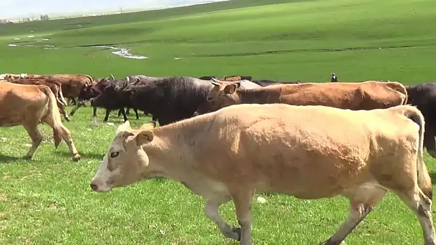 Muş'ta çoban bulamayan besiciler, nöbetleşerek sürülerini otlatıyor