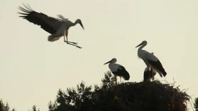 Leylekler büyük göçe hazırlanıyor