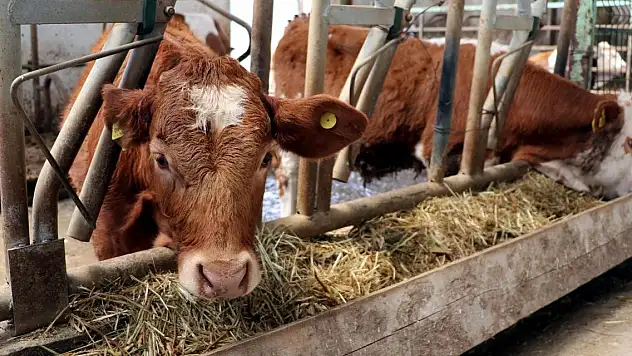 Hayvan hareketleri kısıtlaması 28 Nisan'da kaldırılacak