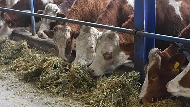 Şap hastalığı nedeniyle durdurulan hayvan hareketleri kısıtlaması aşılama sonrası 28 Nisan'da kaldırılacak