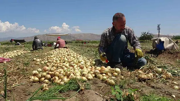 Parayı marketler kazanıyor! Soğan tarlada bakın kaç lira