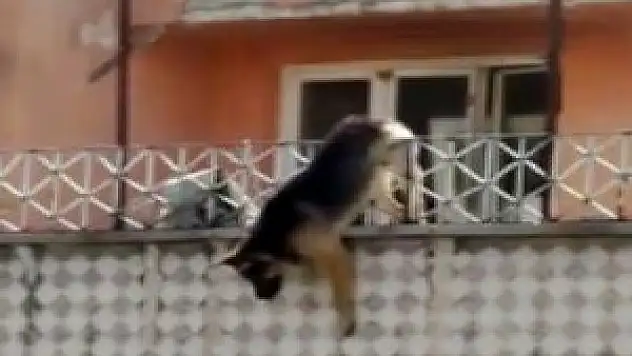 Köpeğin akıl almaz ölümü