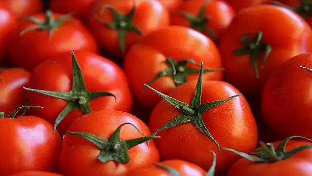 Rusya'ya domates ihracatında kota artırıldı