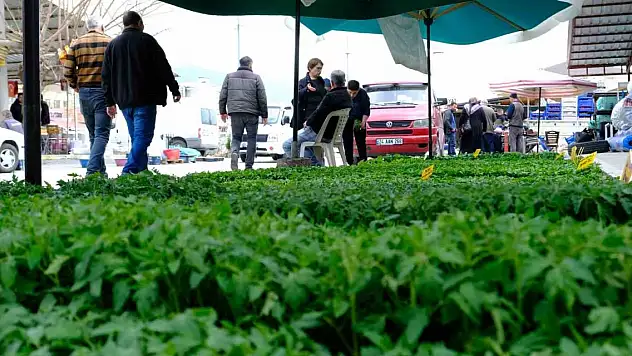 Yılın ilk fideleri seralardan tezgahlara taşındı