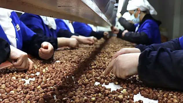 Türkiye fındık ihracatından 8 ayda 1,3 milyar doları aşkın gelir elde etti