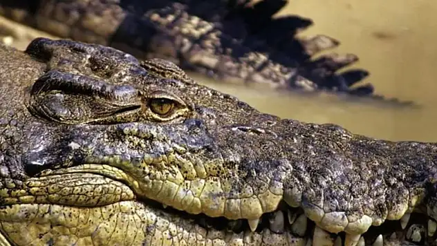 Timsahın karnından insan vücudu parçaları çıktı