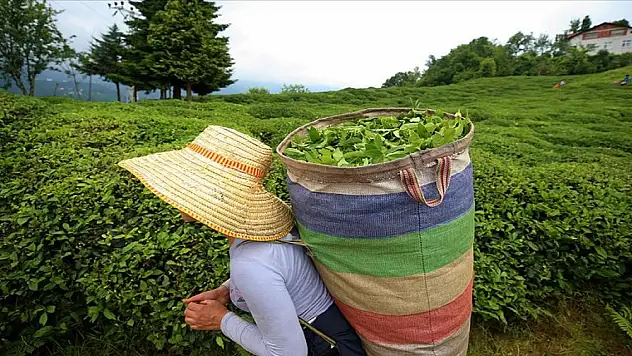 Yaş çay alım fiyatı açıklandı