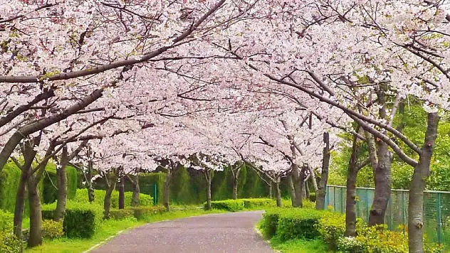 2023 Hıdırellez için geri sayım başladı. Peki, Hıdırellez nedir? Hıdırellez ne zaman?