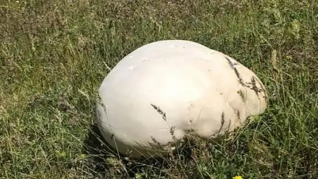 Gezintiye çıkan köylüleri boyutuyla şaşkına çevirdi