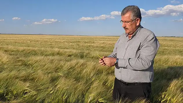 UHK, 2023 yılı buğday rekolte tahminini açıkladı