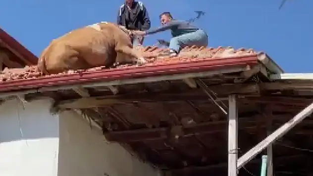 Çatıya çıkan inek imece usulü kurtarıldı