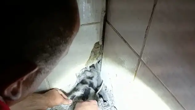 Duvara sıkıştı! Fayansları kırıp kurtardılar