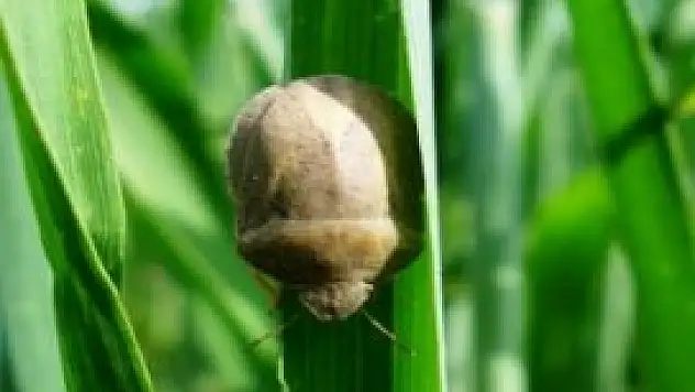 Doğaya, 175 bin faydalı böcek salındı