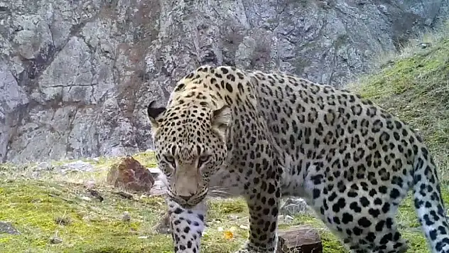 Anadolu parsının DNA'sı alındı, Dünya Gen Bankası'na girdi