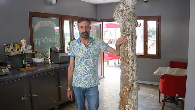 Kesmeye kıyamadığı 45 yıllık ağacı dükkanının içinde bıraktı