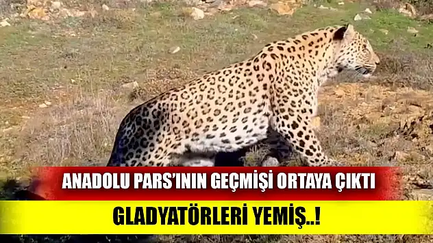 Anadolu Parsı'nın geçmişi ortaya çıktı Gladyatörleri yemiş..!