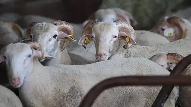 Kurban Bayramı yaklaştı! Kurbanlık fiyatları belli oldu