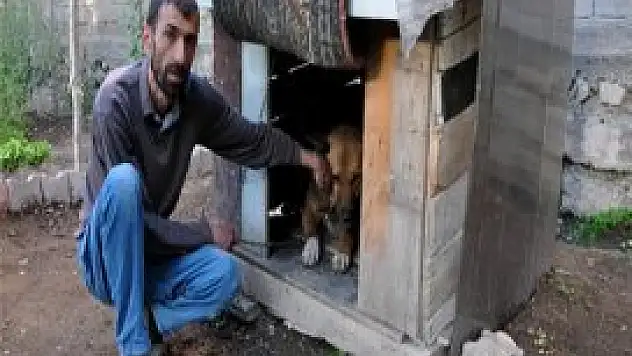 Köpeğe 1 yıl 'kulübede kalma' cezası