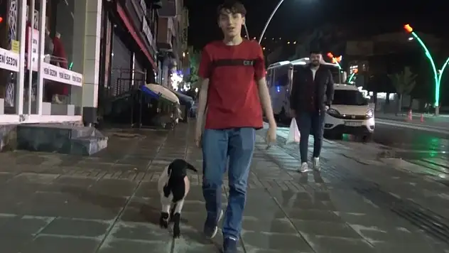 Bu kuzu başka! Çarşı pazar geziyor