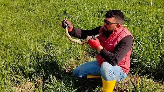 Yakaladığı yılanla kedi yavrusuyla oynar gibi oynadı