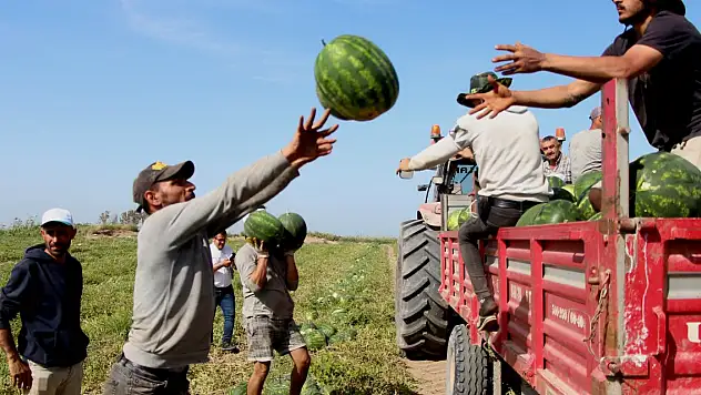Karpuz hasadı başladı kilosu belli oldu!