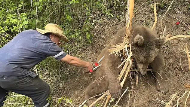 Tele takılıp mahsur kalan ayı, kurtarıldı
