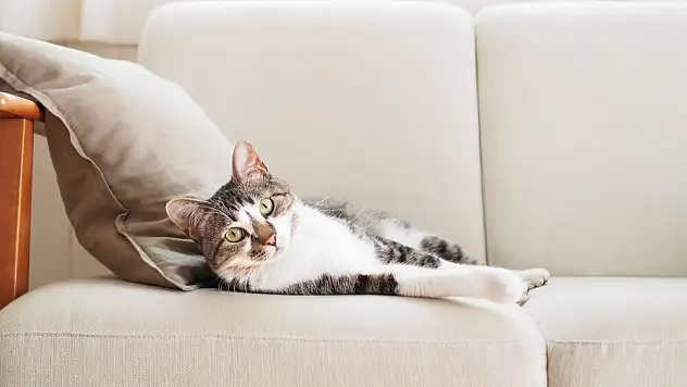 Kedi Kumu: Evdeki Kedileriniz İçin İdeal Hijyenik Çözüm