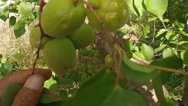 Dolu zarar verdi, ekili tarım arazilerinde hasar tespit çalışması başlatıldı