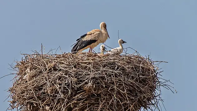 Yavru leylekler için 'kuraklık' riski