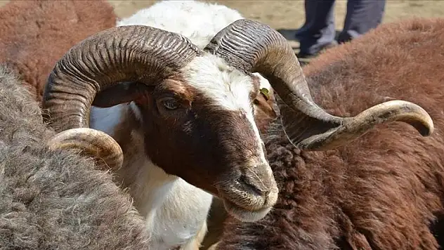 Kurban hizmetlerinden bu kurallara uymayanlara ceza var!