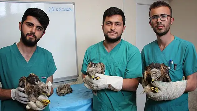 Annesiz kalan 4 kartal yavrusuna Karatay Hayvanat Bahçesi sahip çıktı