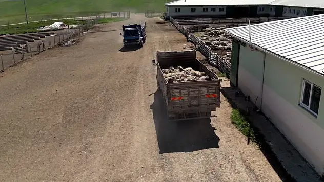 Depremzedelere, bedelsiz hayvan dağıtımı başladı