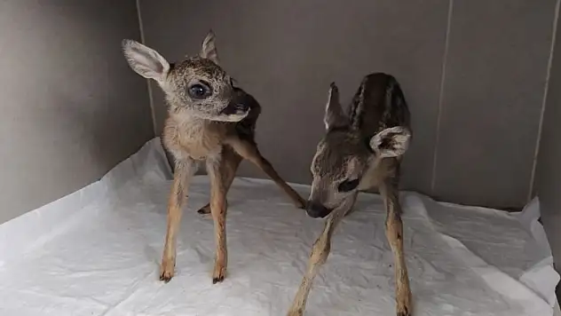 Yavru karacalar koruma altına alındı