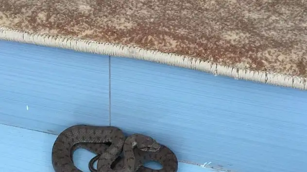 Camiye giren yılan tedirgin etti