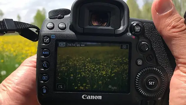 Açan kanolalar görsel şölen oluşturdu