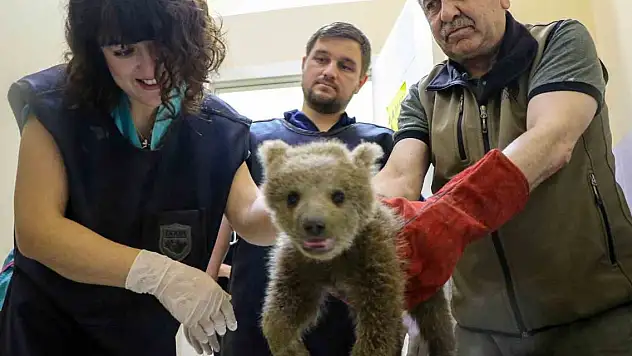 1,5 aylık yavru ayı ameliyat edildi
