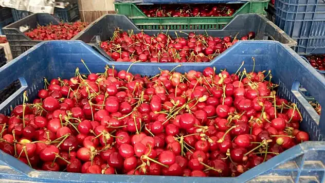 Sezonun ilk kiraz pazarı kuruldu