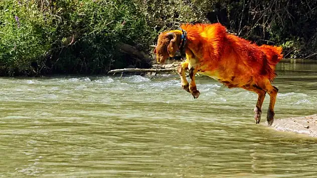 Kınalı kuzularını dünya tanıyor