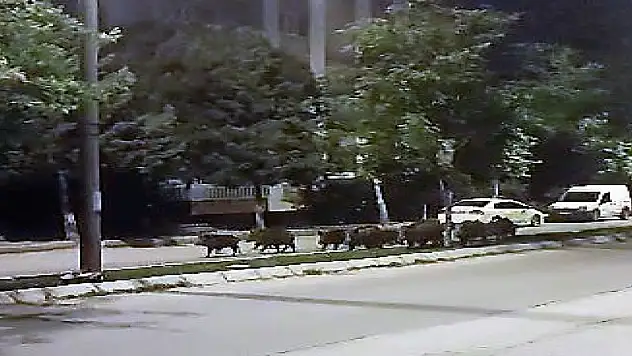 Domuz sürüsünün akşam gezintisi kameraya takıldı