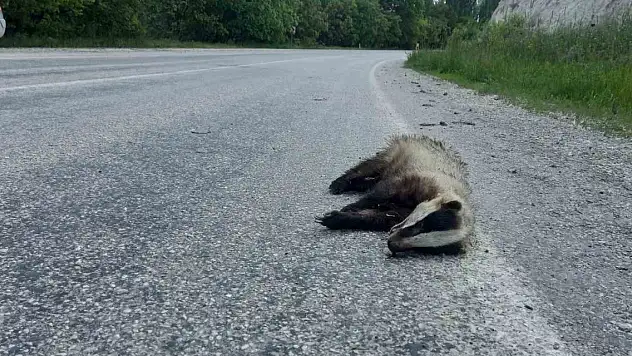Nesli tükenen o hayvan ölü bulundu