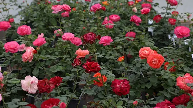 Sokakları yerli ve milli güller renklendirecek