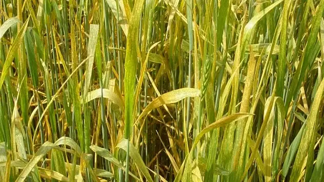 Hububat alanlarında pas hastalığı uyarısı