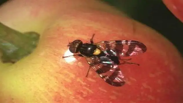 Çiftçilere uyarı! Kiraz ve vişneyi bu sinekten koruyun