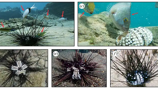 Doğu Akdeniz'de istilacı deniz kestanelerinde kitlesel ölüm