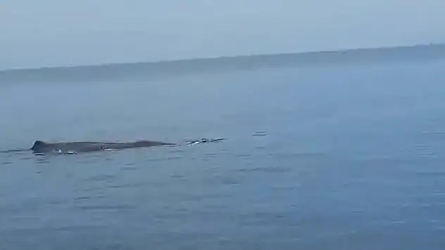 Tekne turunda bakın ne gördüler