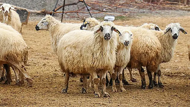 Adana'da canlı kurban kilogram fiyatları o tarihte açıklanacak