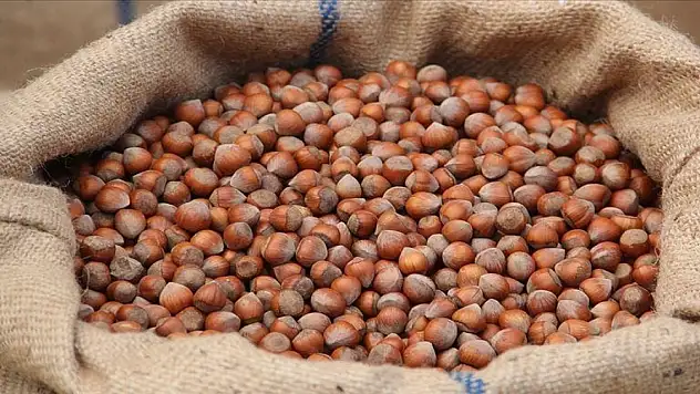 Fındıktan 1,4 milyar doları aşkın gelir