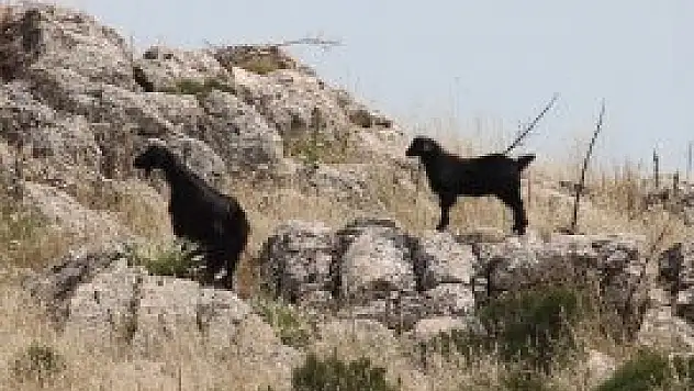 Onlar adaların özgür hayvanları...
