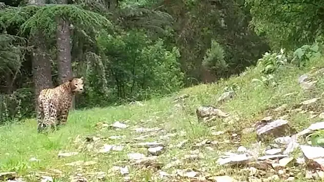 Anadolu parsı yeniden görüntülendi! 'Efsane bu kadim topraklarda'